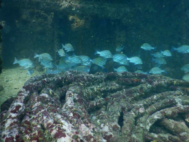 Activity image 4