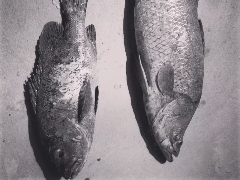 Activity image 8