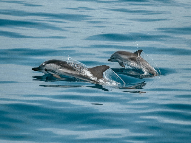 Activity image 2